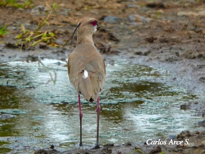 Vanellus chilensis (Chorlitazo sureño)