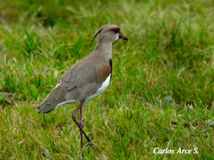 Vanellus chilensis (Chorlitazo sureño)