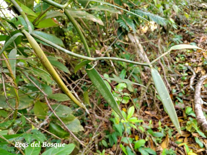Vanilla odorata (Vainilla)