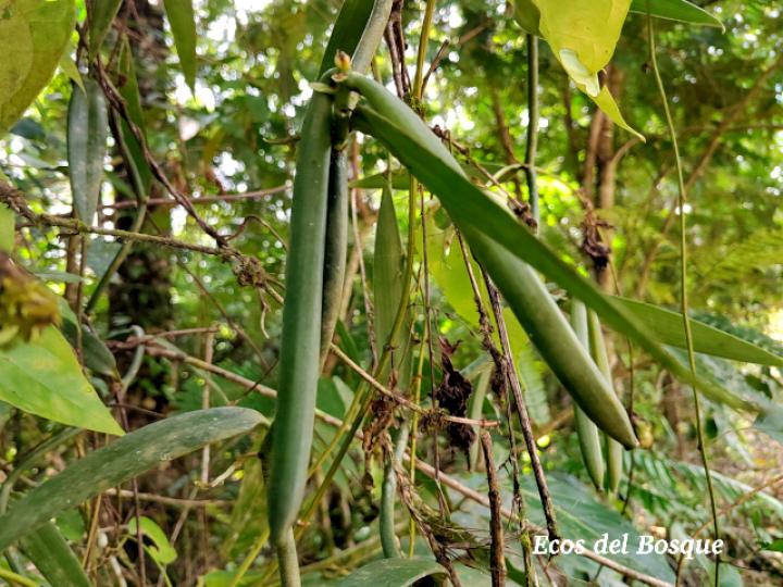 Vanilla odorata (Vainilla)