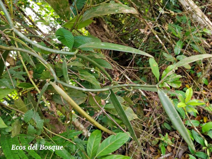 Vanilla odorata (Vainilla)