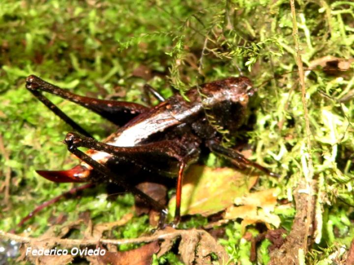 Anabropsis mexicana