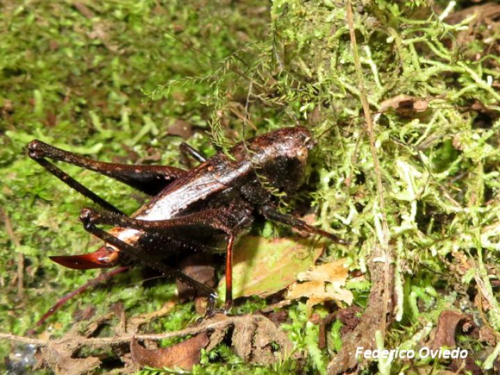 Anabropsis mexicana