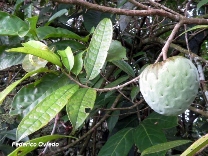 Annona pittieri (Anona de montaña)
