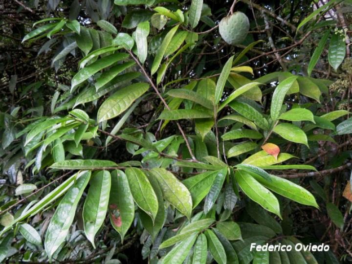Annona pittieri (Anona de montaña)