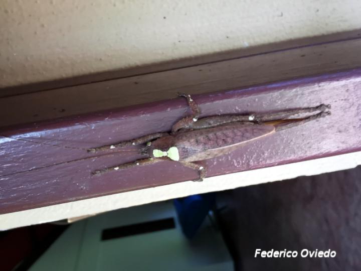 Baliophyllum maculipenne