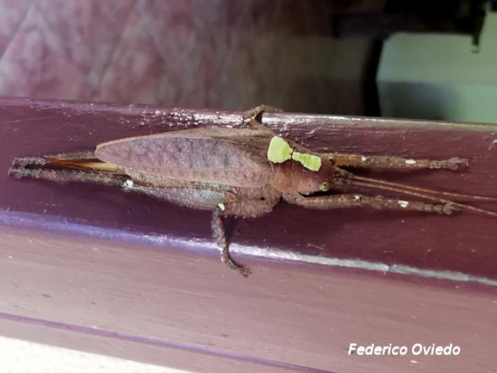 Baliophyllum maculipenne