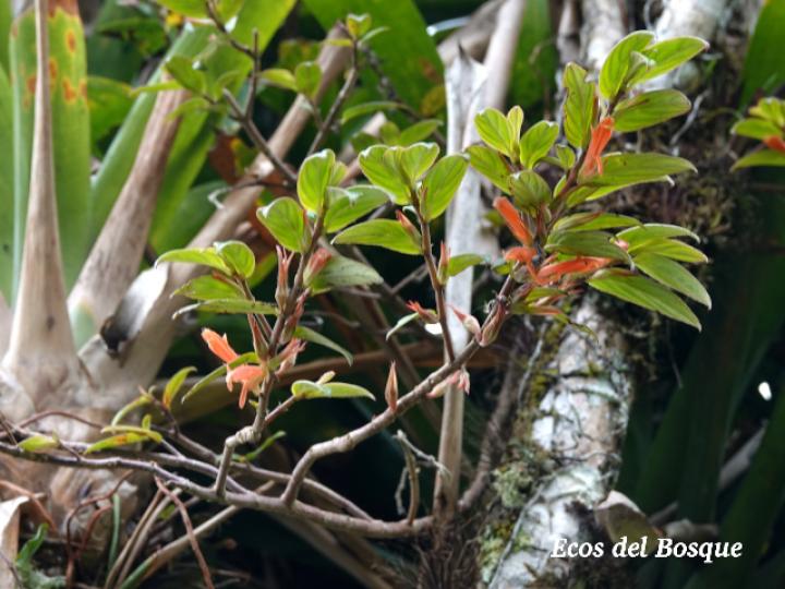 Columnea verecunda