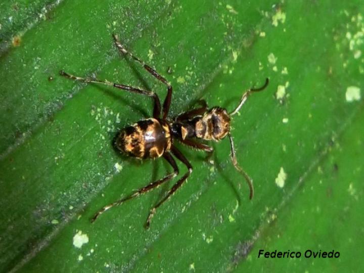 Dolichoderus validus