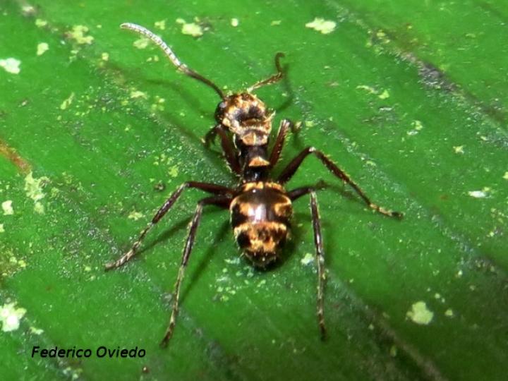 Dolichoderus validus