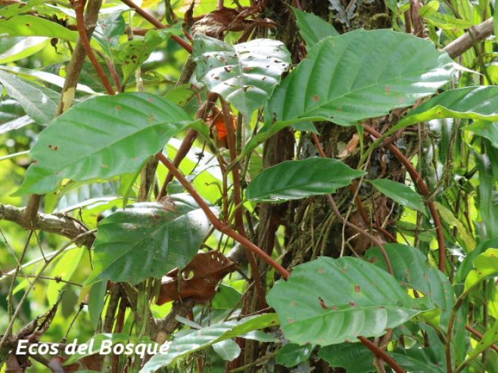 Doliocarpus multiflorus (Bejuco de agua)