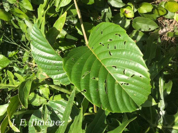 Doliocarpus multiflorus (Bejuco de agua)