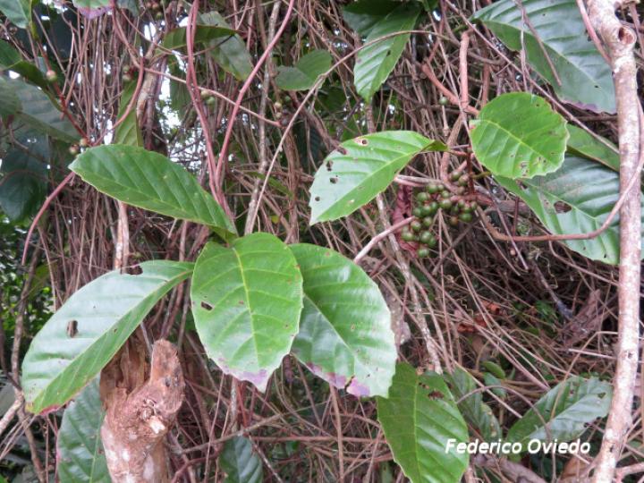 Doliocarpus multiflorus (Bejuco de agua)