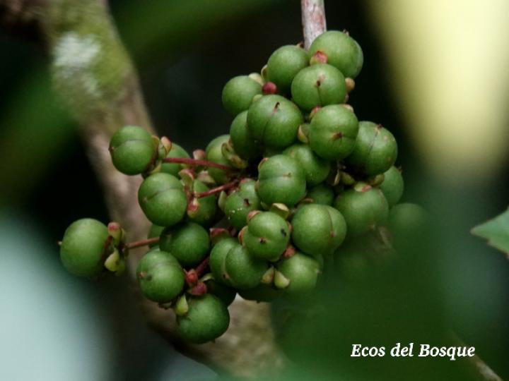 Doliocarpus multiflorus (Bejuco de agua)