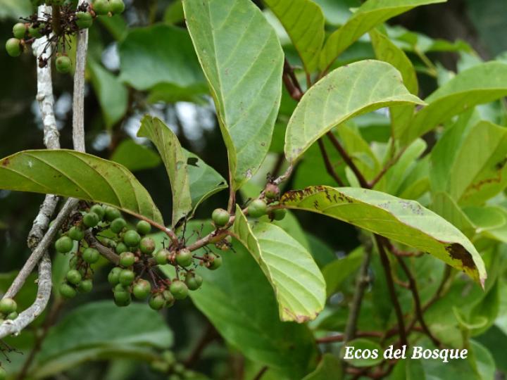 Doliocarpus multiflorus (Bejuco de agua)
