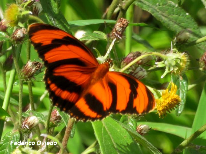 Dryadula phaetusa (Mariposa bandas naranja)