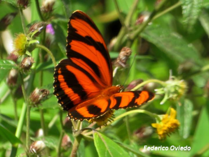 Dryadula phaetusa (Mariposa bandas naranja)