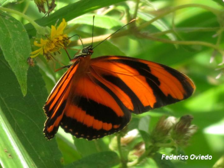 Dryadula phaetusa (Mariposa bandas naranja)