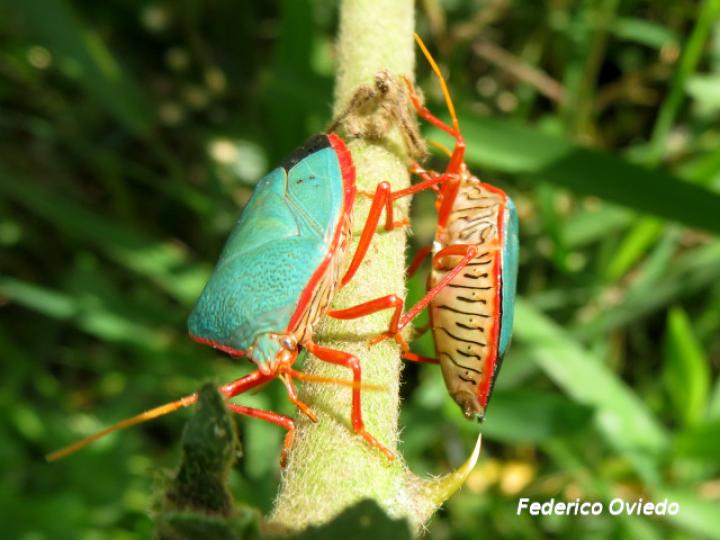 Edessa rufomarginata (Chinche de bordes naranjas)