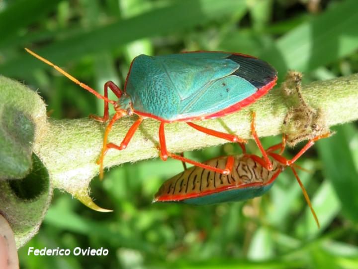 Edessa rufomarginata (Chinche de bordes naranjas)