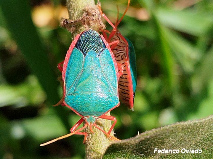 Edessa rufomarginata (Chinche de bordes naranjas)