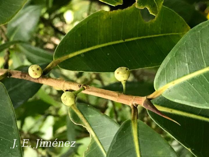 Ficus americana
