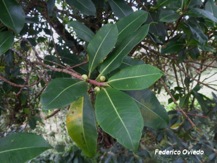 Ficus americana