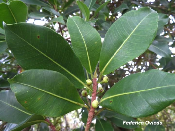 Ficus americana