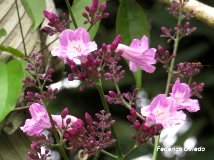 Fridericia chica