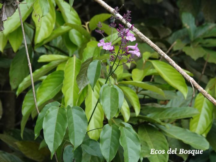 Fridericia chica
