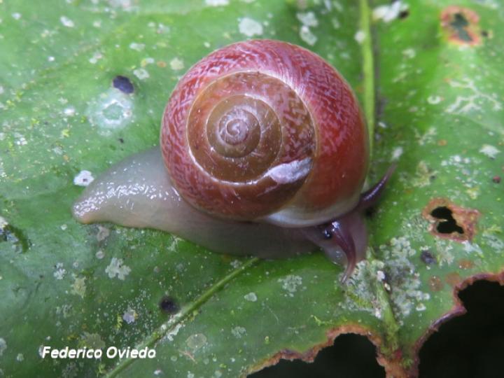 Helicina amoena