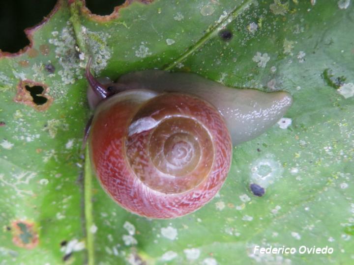 Helicina amoena
