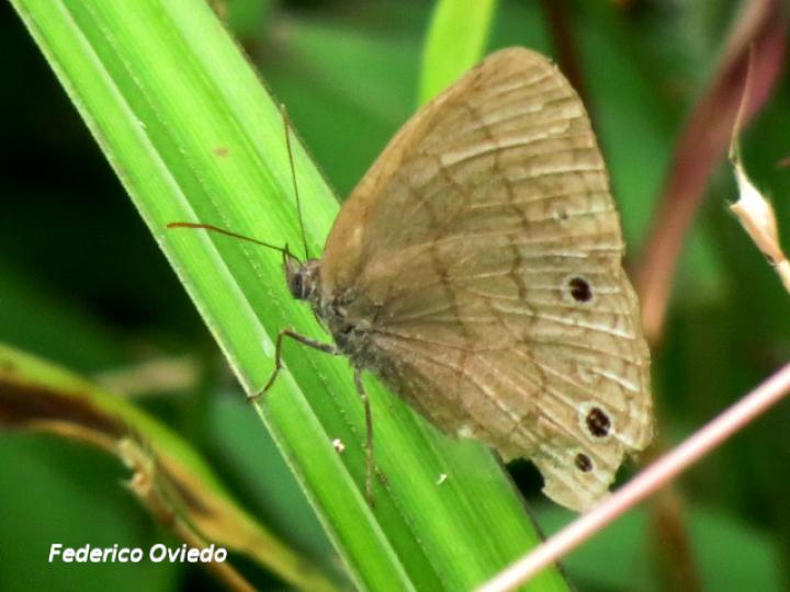 Hermeuptychia hermes (Sátira de Hermes)