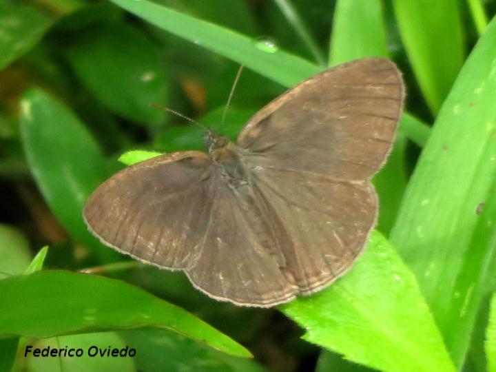 Hermeuptychia intricata (Satira intrincada)