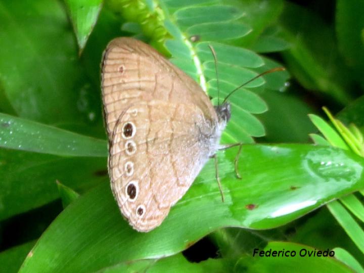 Hermeuptychia intricata (Satira intrincada)