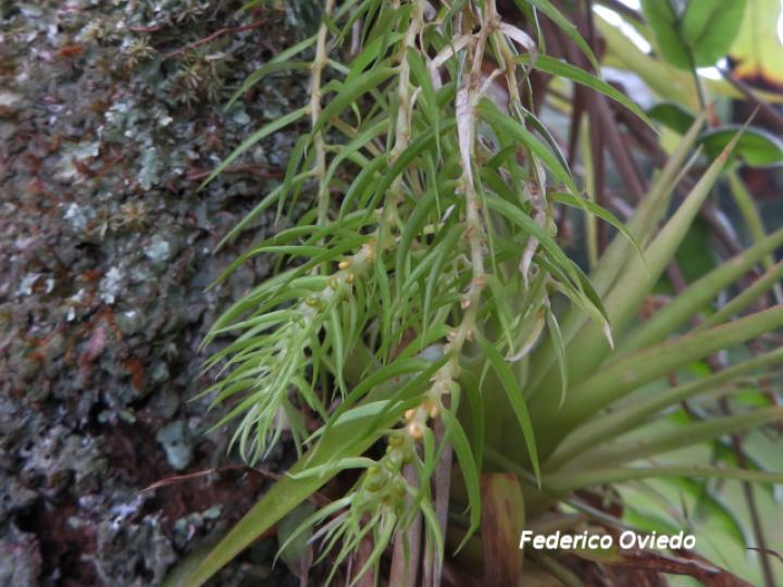 Huperzia linifolia
