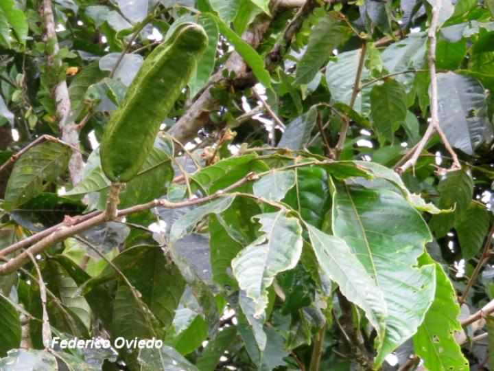 Inga sapindoides (Guabo cuadrado)