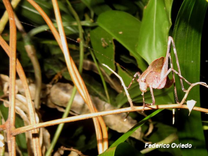Insara bolivari (Ninfa)