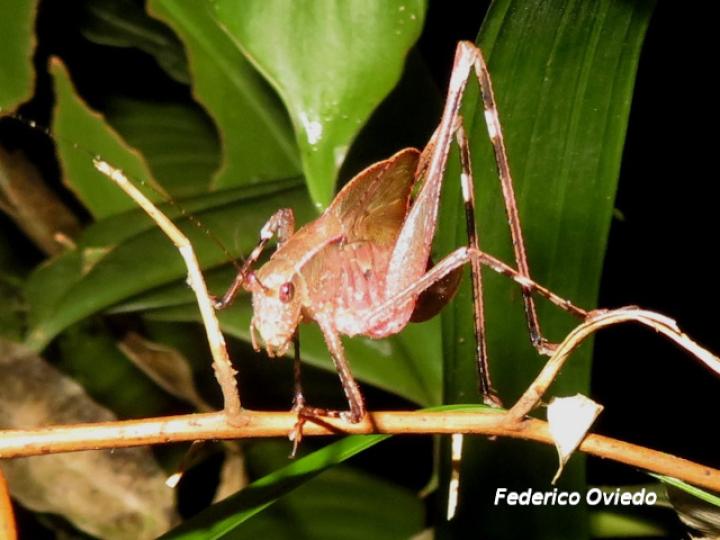 Insara bolivari (Ninfa)