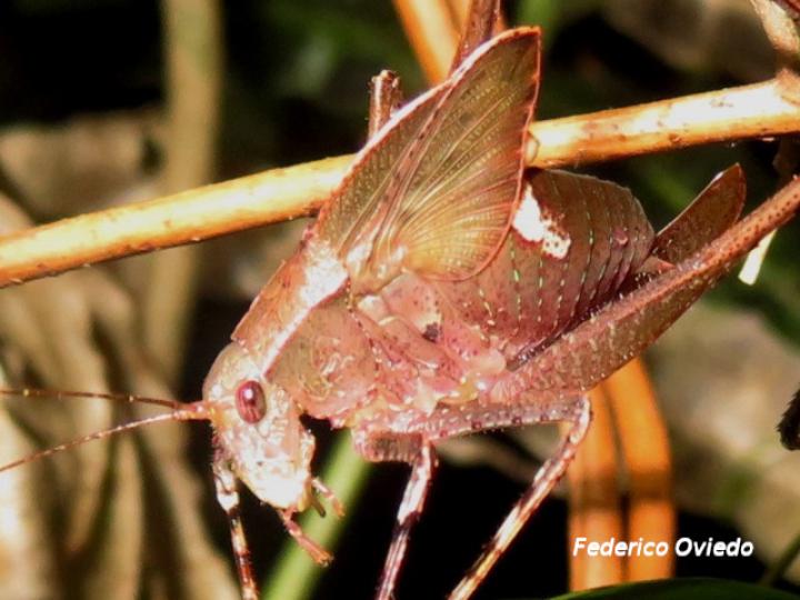 Insara bolivari (Ninfa)