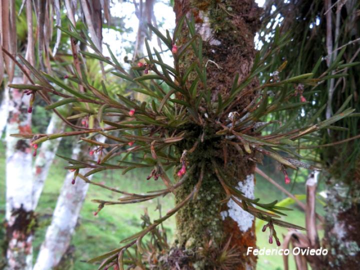 Jacquiniella globosa