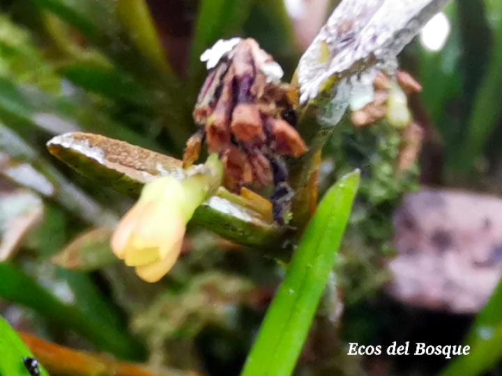 Jacquiniella globosa