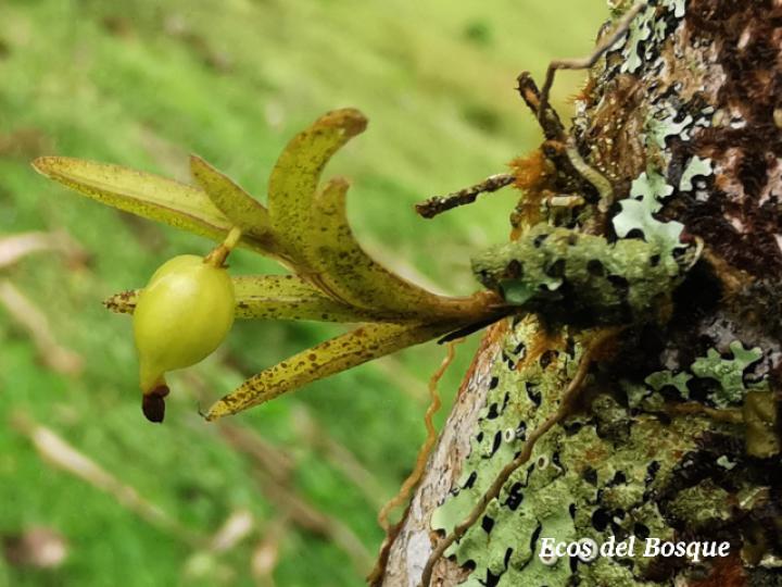 Jacquiniella globosa