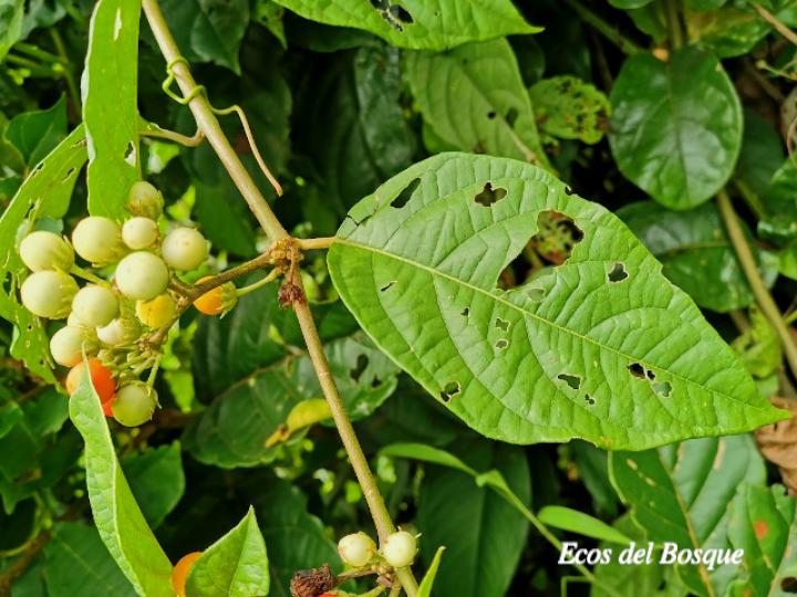 Lycianthes multiflora