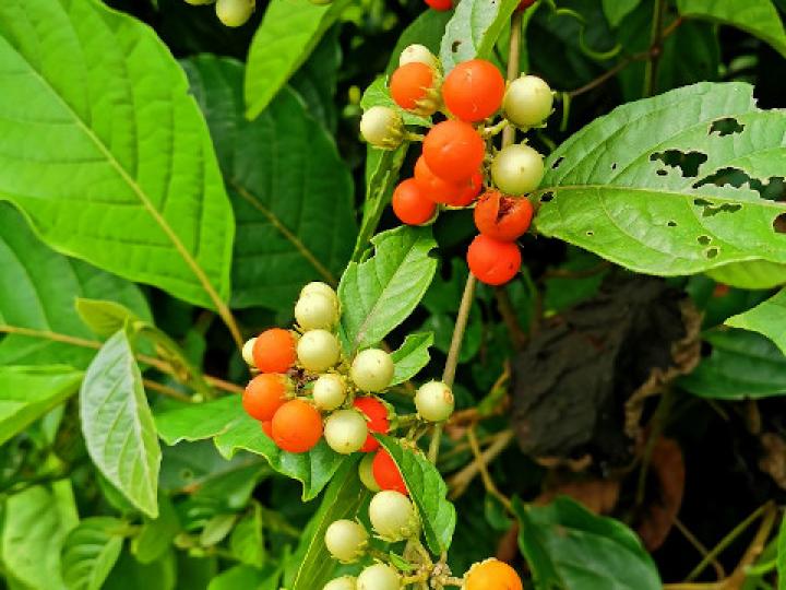 Lycianthes multiflora