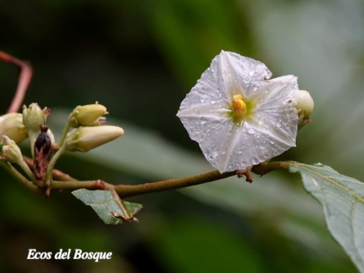 Lycianthes multiflora