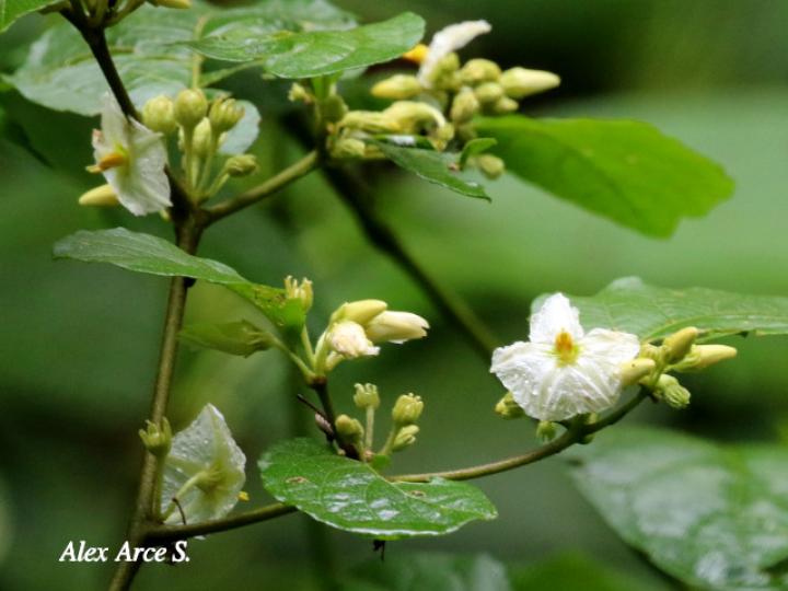 Lycianthes multiflora