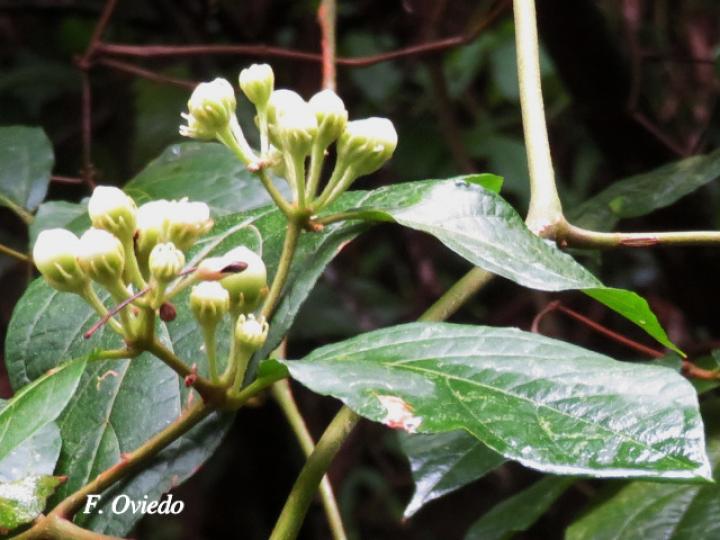 Lycianthes multiflora