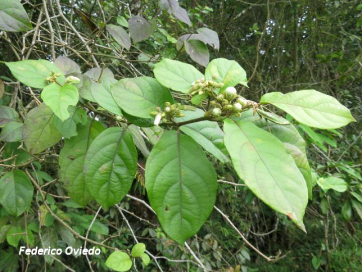 Lycianthes multiflora