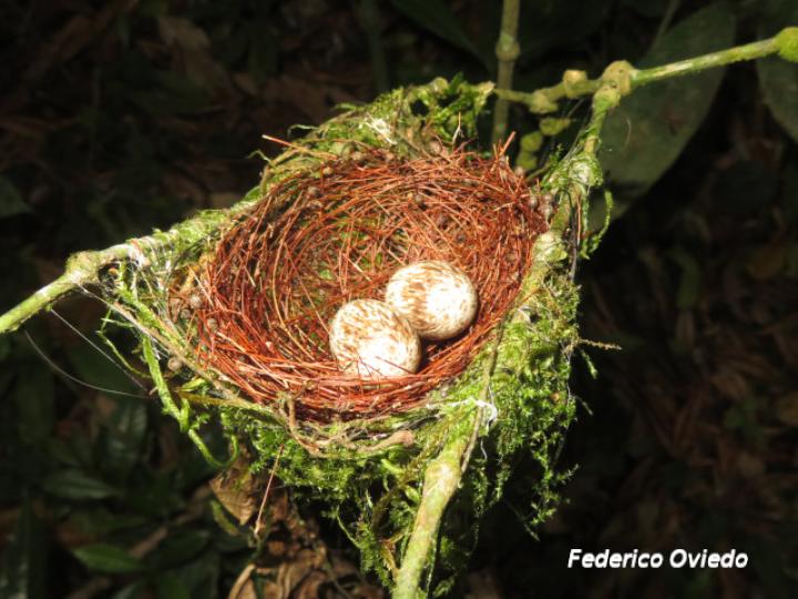 Manacus candei (Saltarín cuelliblanco)